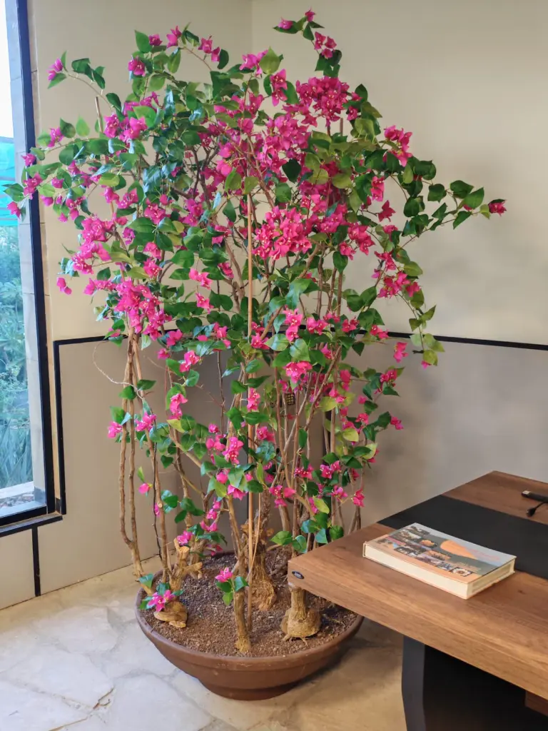 Bougainvillea 2.webp