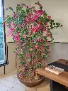 Bougainvillea 2.webp