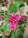 Bougainvillea 3.webp