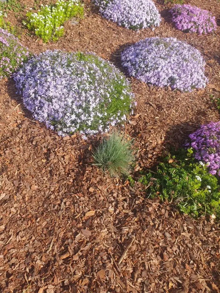 Mulch wood