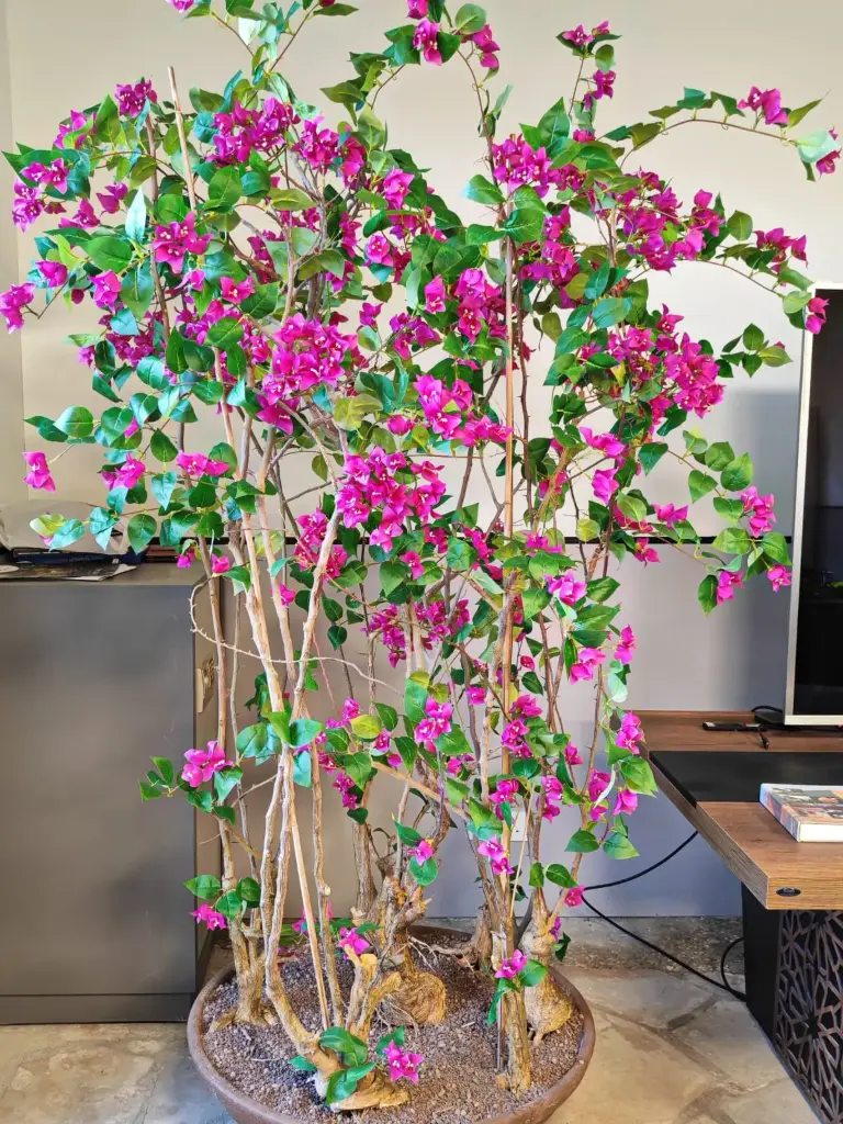Bougainvillea Tree