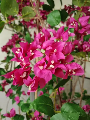 Artificial Bougainvillea Tree